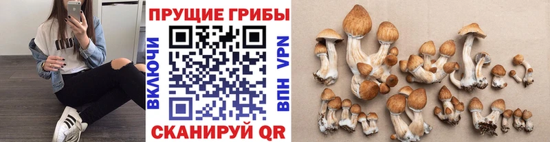 Галлюциногенные грибы Cubensis  Сургут 